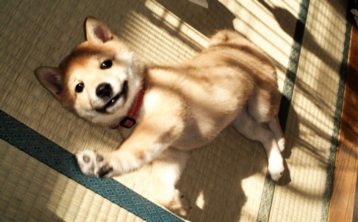 shiba inu puppy raising its paw