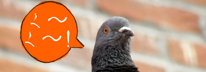 pigeon with japanese speech bubble