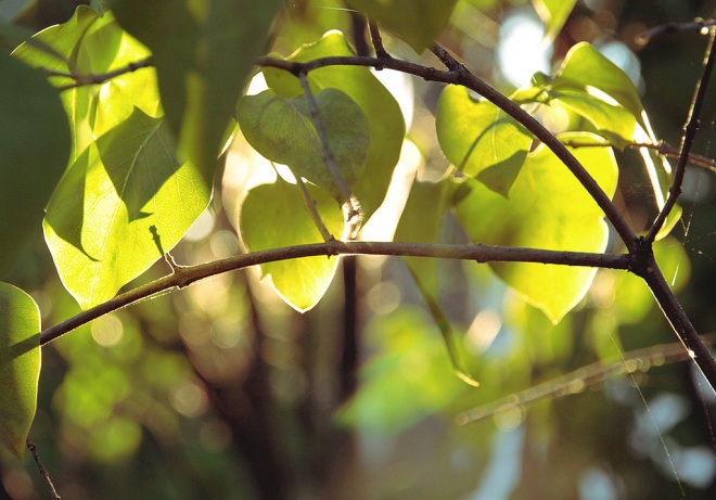 leaves on a tree branch close up