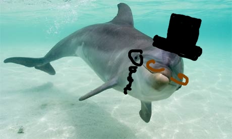 Dolphin with a hat and mustache drawn on it