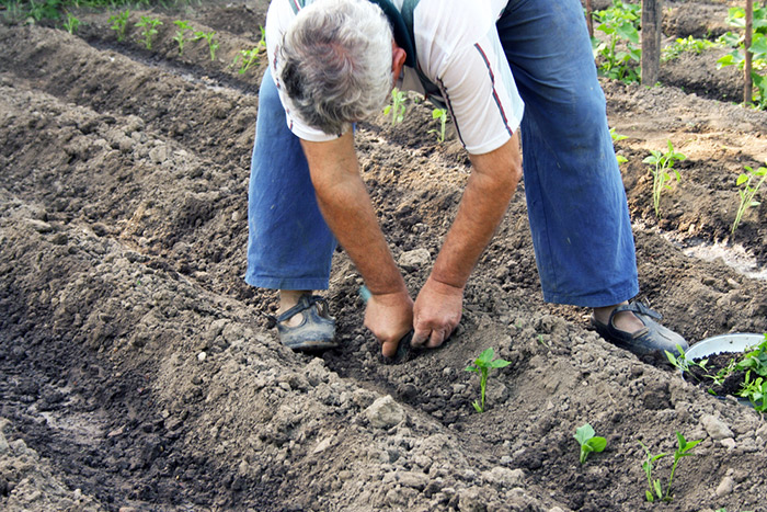 A Japanese farmer picking out his crops