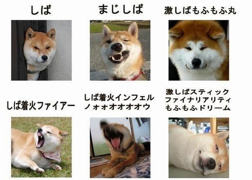 The anger scale for a shiba inu