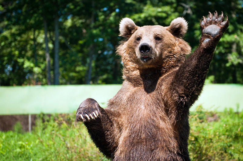 brown bear with raised paw