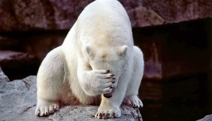 polar bear covering its face with paw