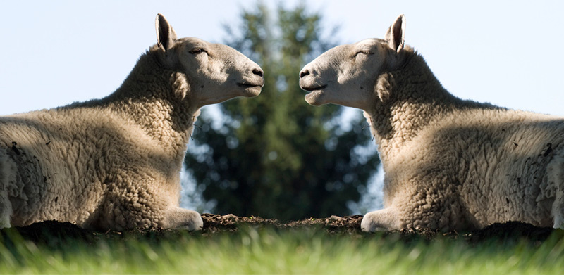 https://files.tofugu.com/articles/japanese/2014-01-17-learn-japanese-through-cooking/pair-of-talking-sheep.jpg