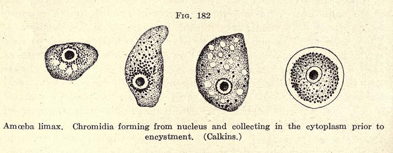 A diagram of an amoeba