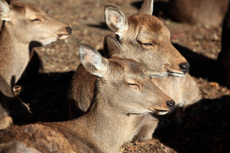 Some deer (shika) enjoy a nap together