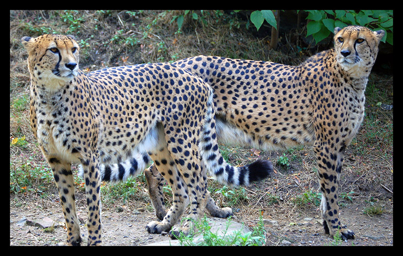 kobun adjectives two cheetahs