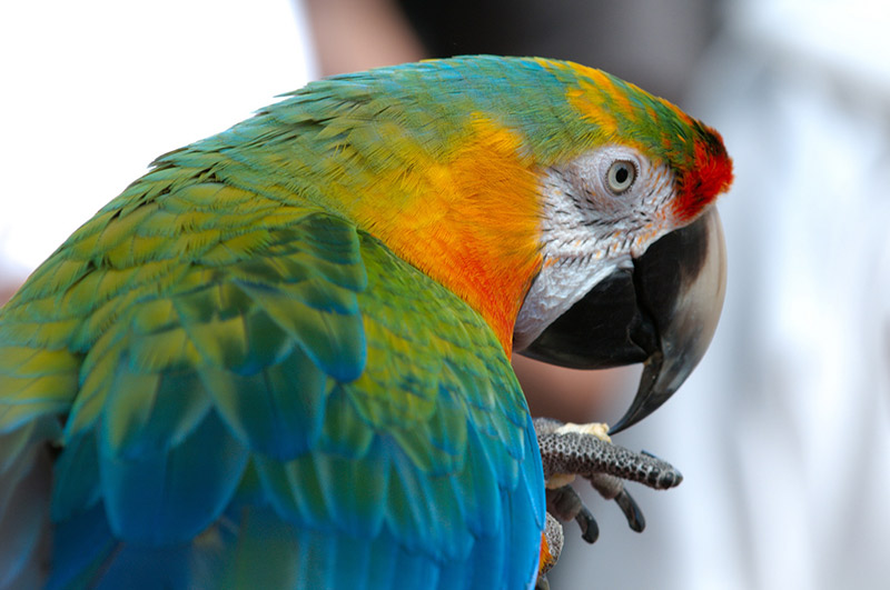 kobun honorifics parrot