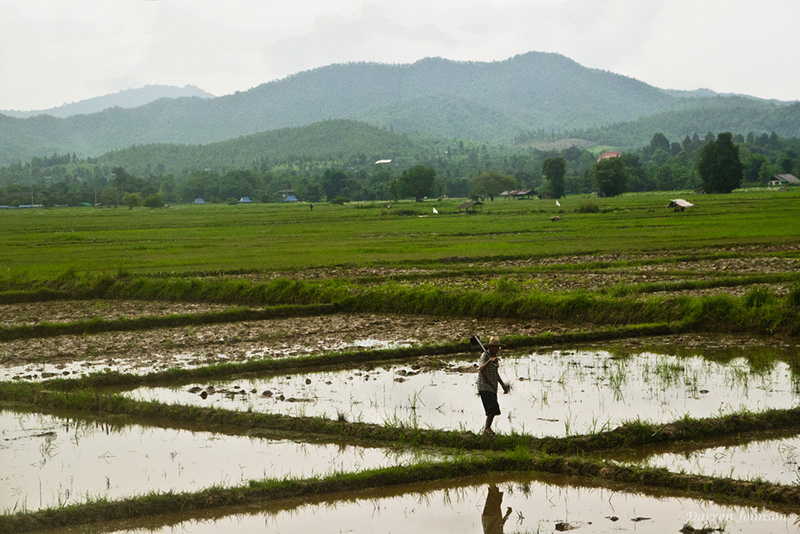 kobun old kana rice paddies