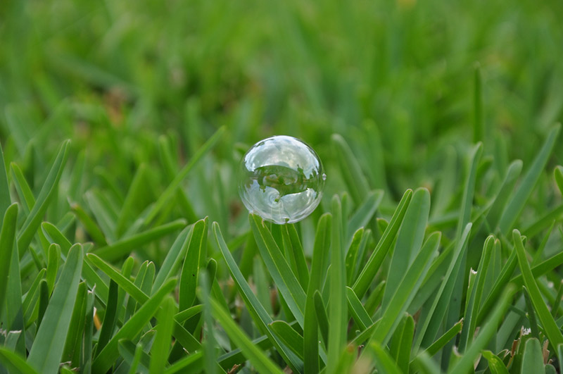 bubble resting on blades of grass