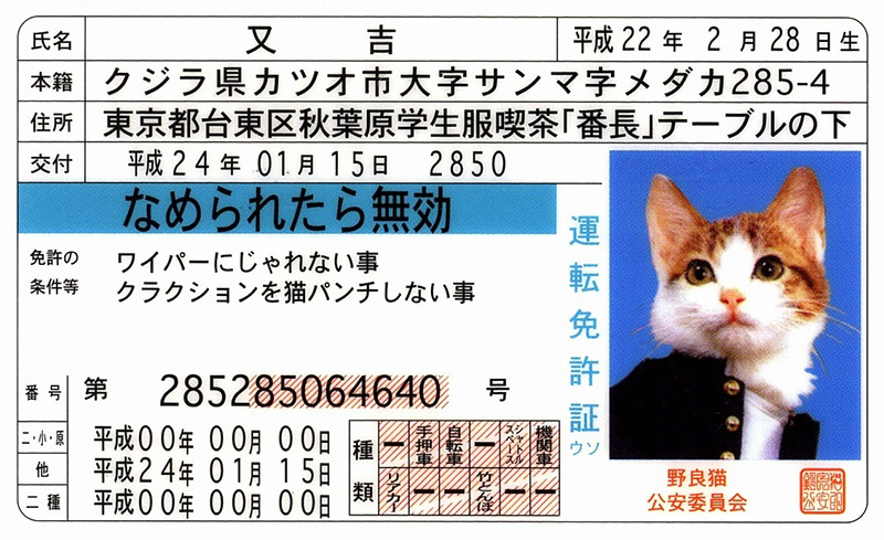 Japanese drivers license with picture of cat