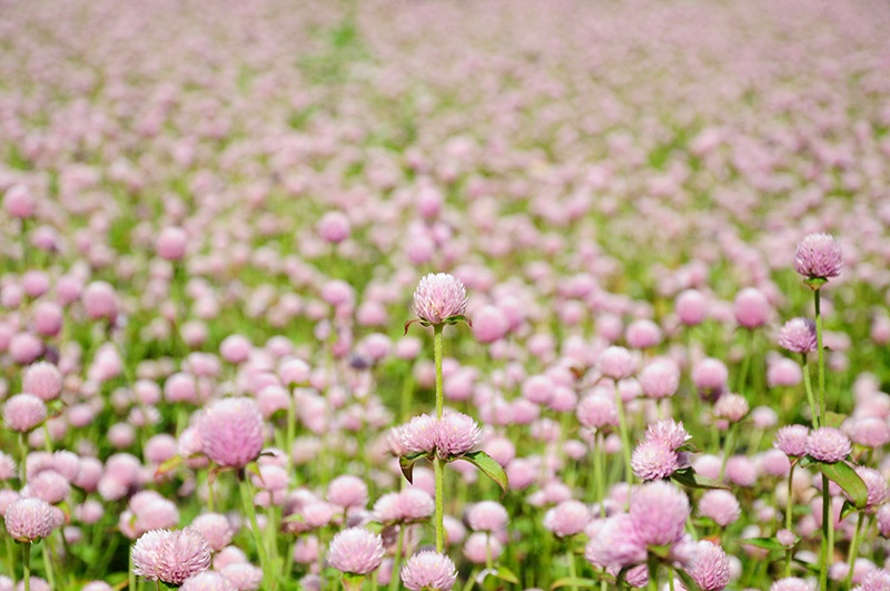 field of pink flowers