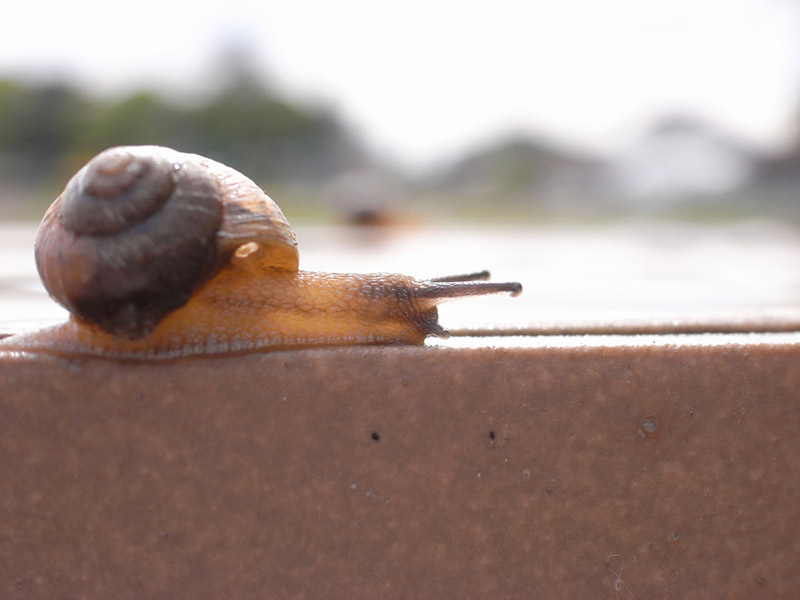 close up of snail and its shell