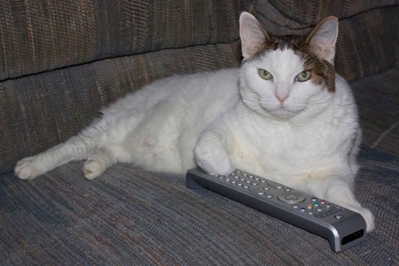 white cat with remote on sofa