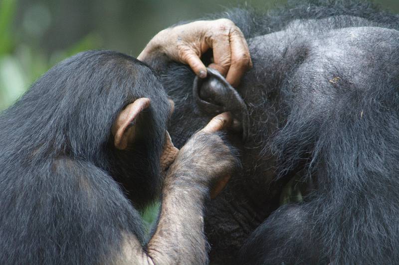 monkeys cleaning each others ears