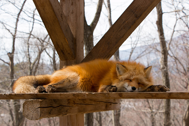 Sleeping fox