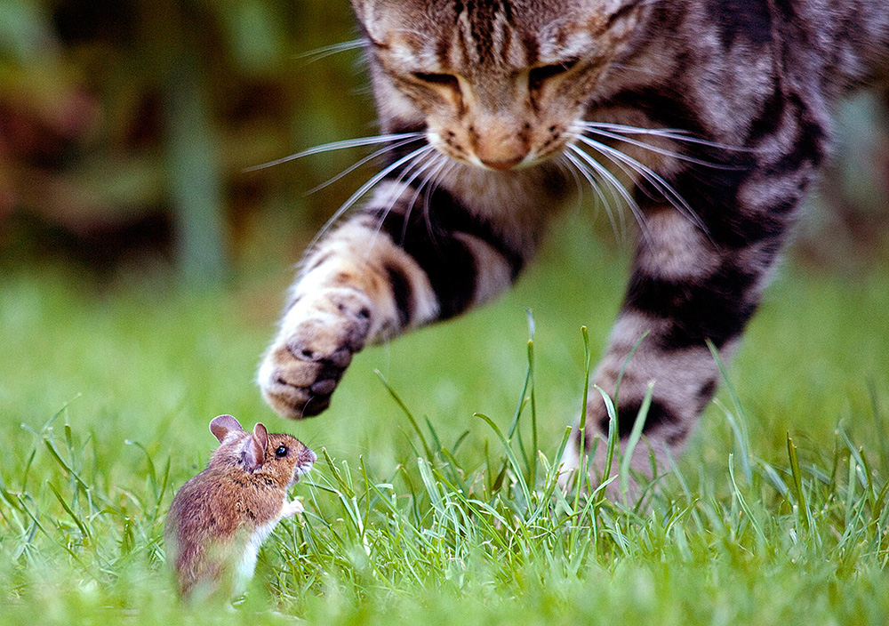 cat attacking mouse in field