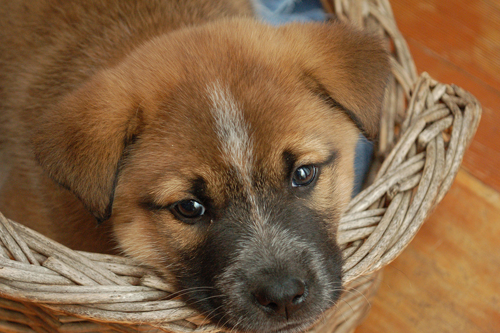 brown puppy in a basket