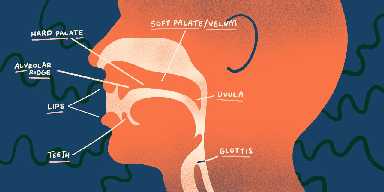 cross section of mouth showing different parts