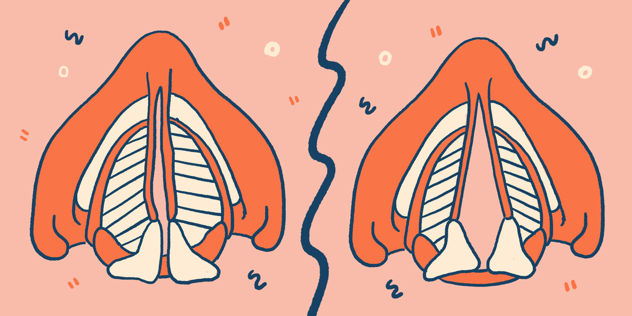 human vocal cords showing voiced and unvoiced sounds