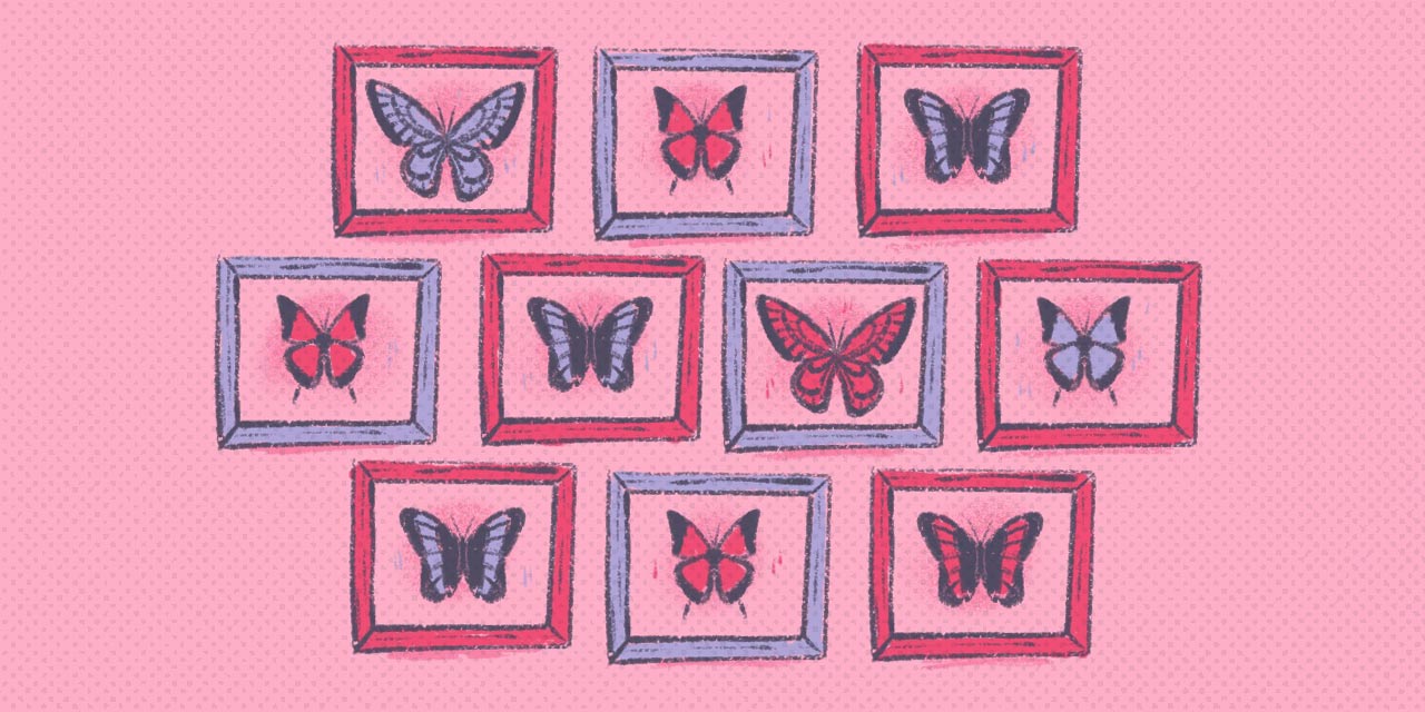 dead butterflies catalogued in frames