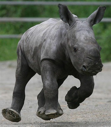 A little rhino sprinting