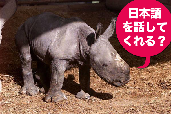 A baby rhino with a Japanese speech bubble