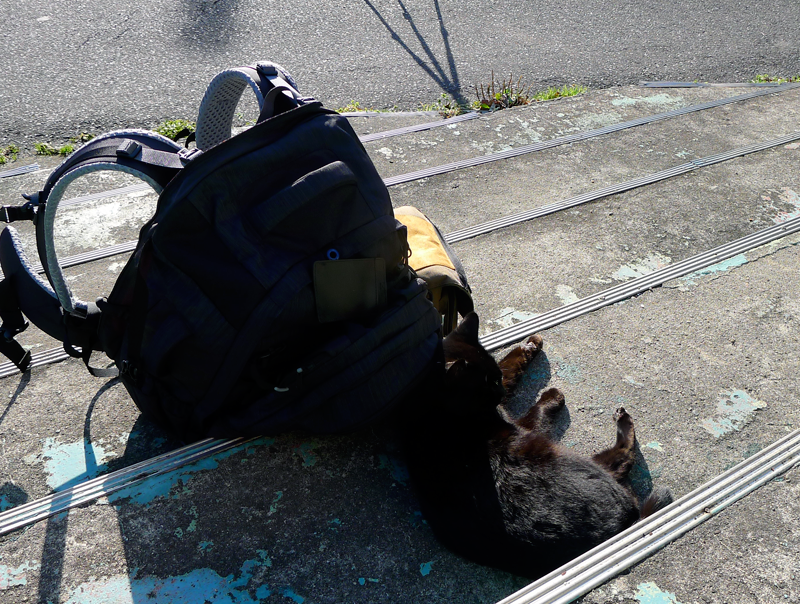 black cat lying next to a backpack