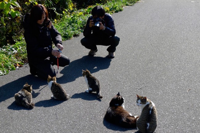 two tourists with cats on a road