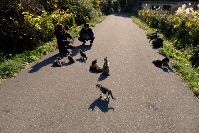 cats in the road and two people kneeling down