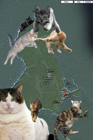 Japan's Cat Island Asks Internet For Food, Gets More Than They Can Store