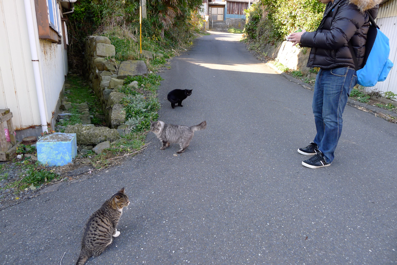 3 cats on tashirojima