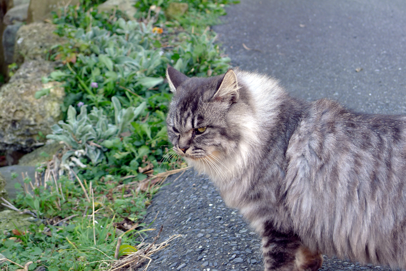 grumpy gray cat