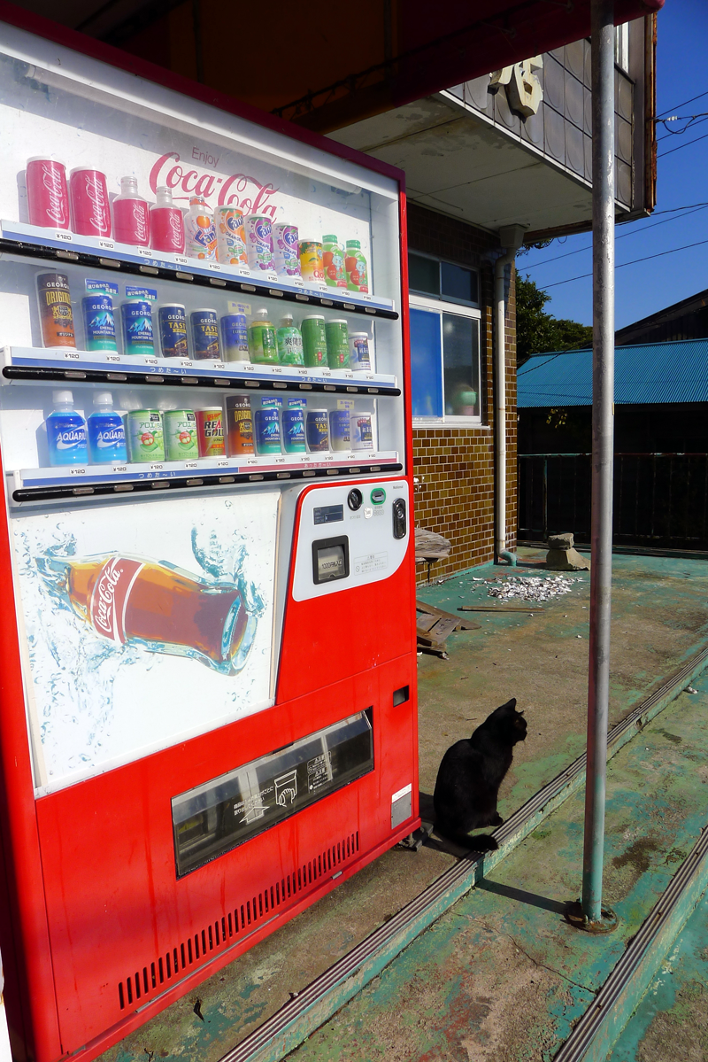 black cat near a vending machine in japan