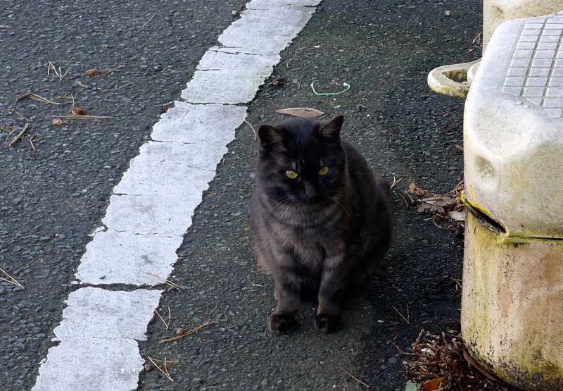 pretty black cat with gray chest