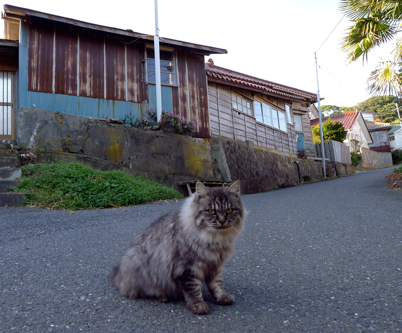 fluffy gray cat on cat island