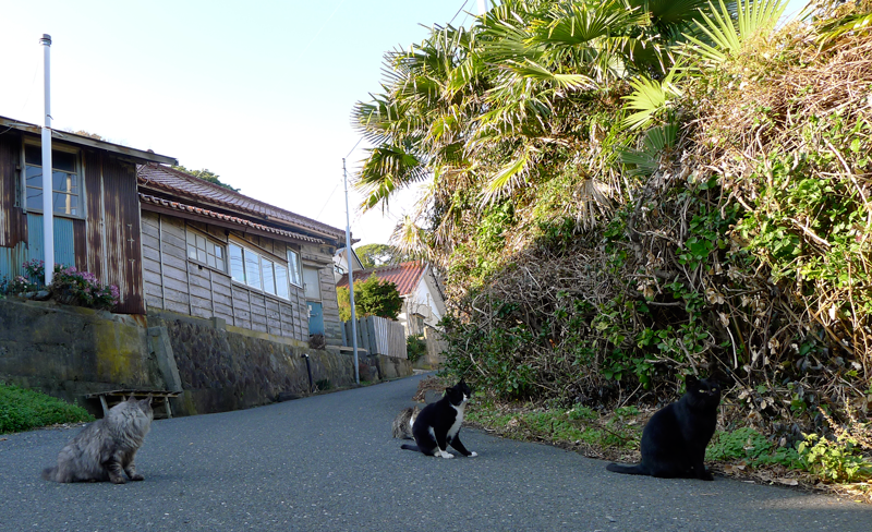 4 cats on cat island surrounded by trees