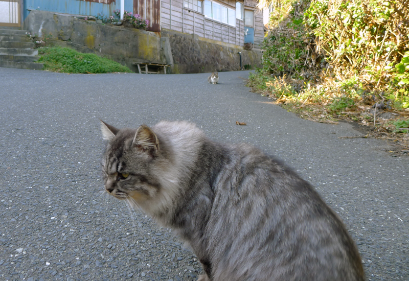 gray fluffy cat on tashirojima