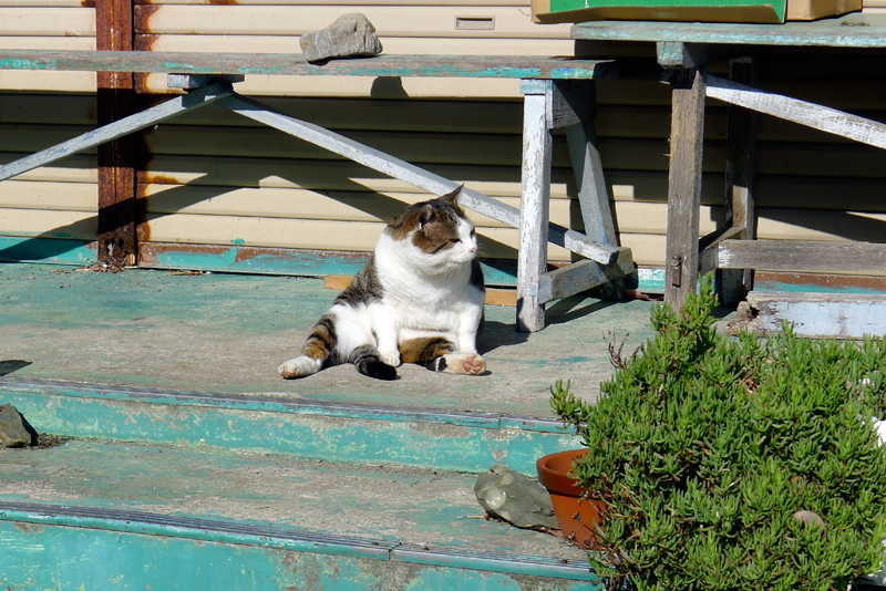 calico cat in the sun