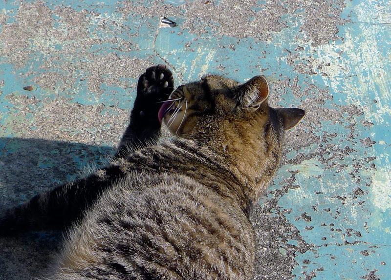 tabby cat licking its paw