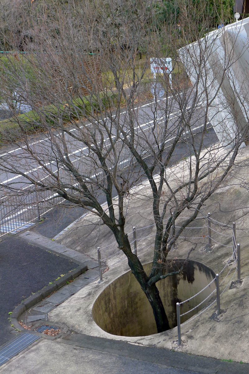 tree growing up out of concrete hole