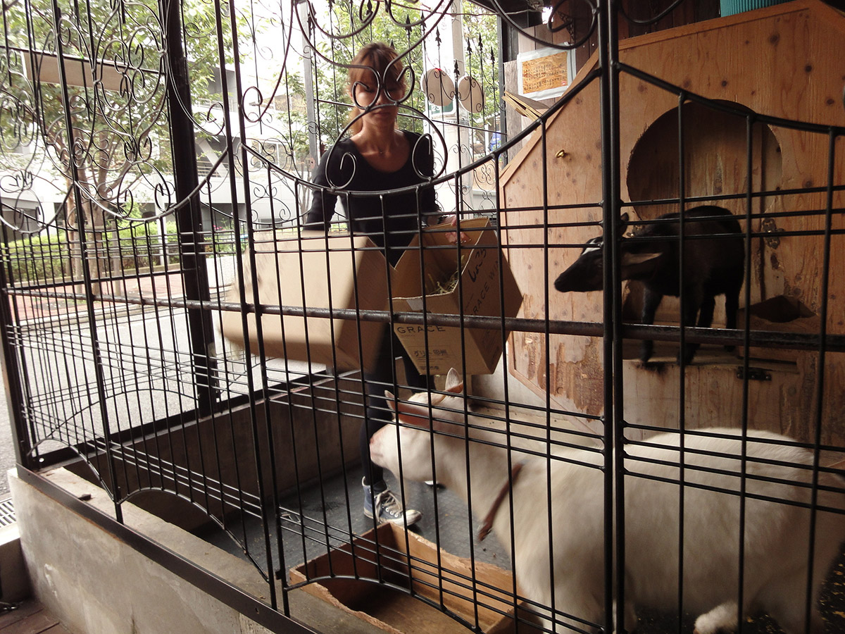 Employee at Sakuraoka brings two goats food