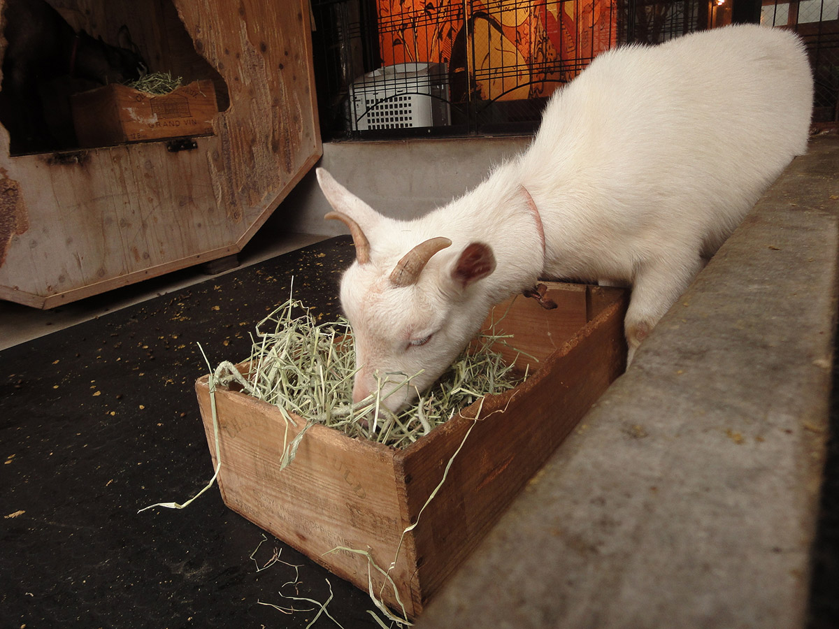 The goat Sakura eating in her pen