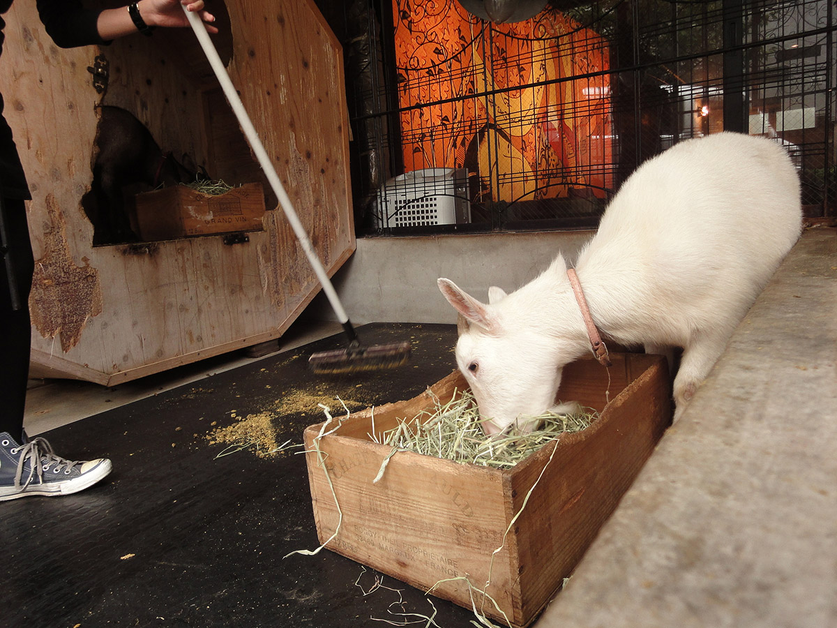 The goat Sakura grazing at Sakuraoka