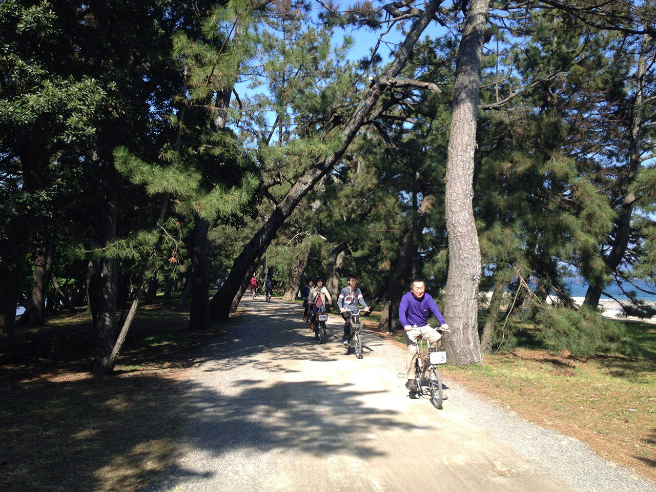 japanese on bikes bike trail with pine trees