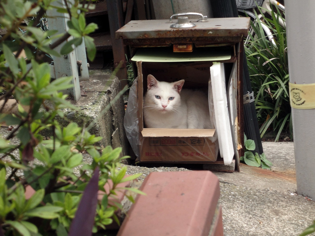 white cat resting in box