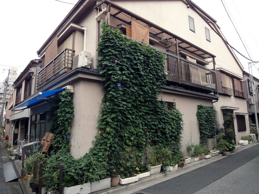 ivy growing up the side of a building