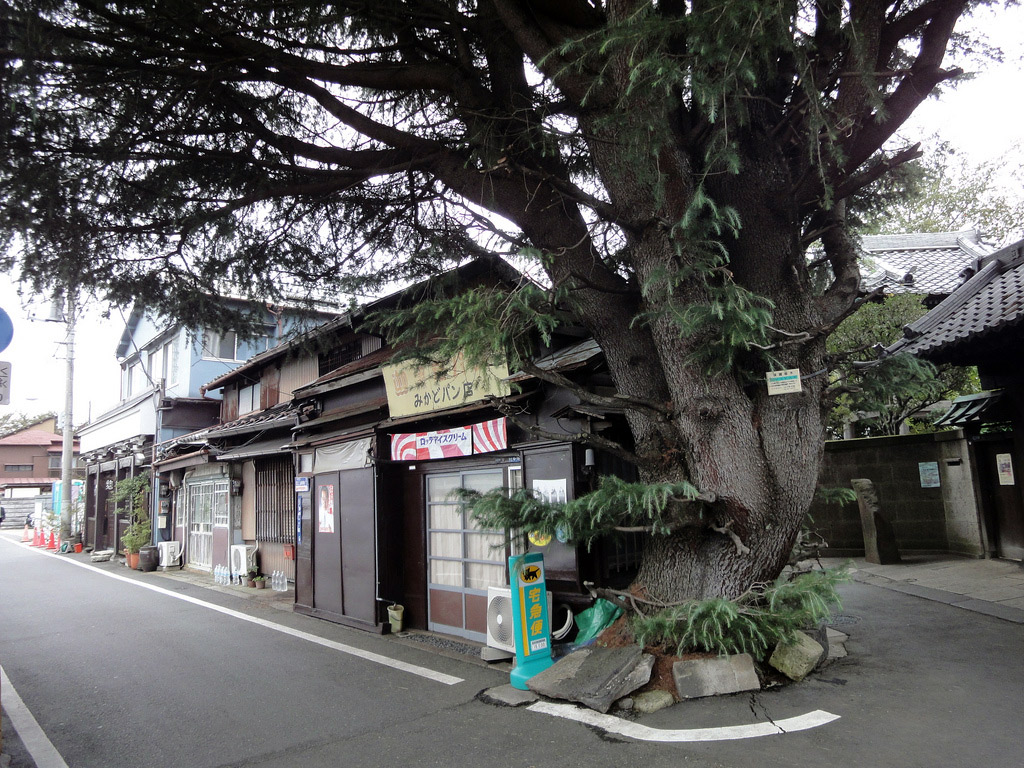 tree growing up through pavement in Japanese neighborhood