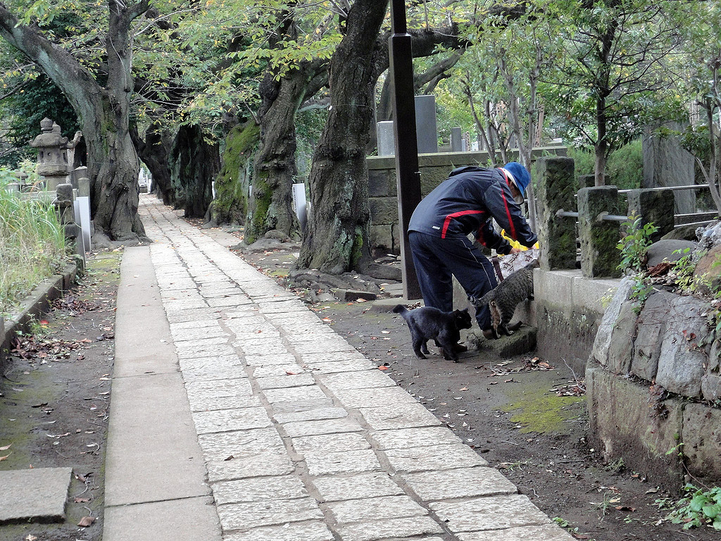 Japanese man bending down to feed cats